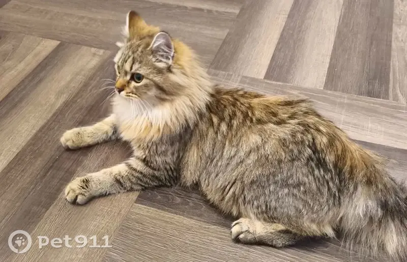 Пропала кошка, Советская улица, 6Б, Видное — разноцветная, худой и молодой кот - photo