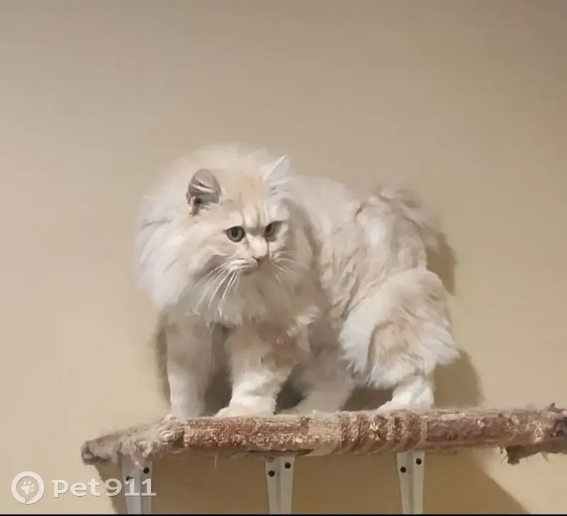 Пропала кошка, Санкт-Петербург — кошечка курильского бобтейла с маленьким хвостиком - photo