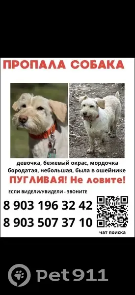 Пропала собака, Павшинский бульвар, 30, Красногорск — девочка, светлый окрас, в оранжевом ошейнике - photo