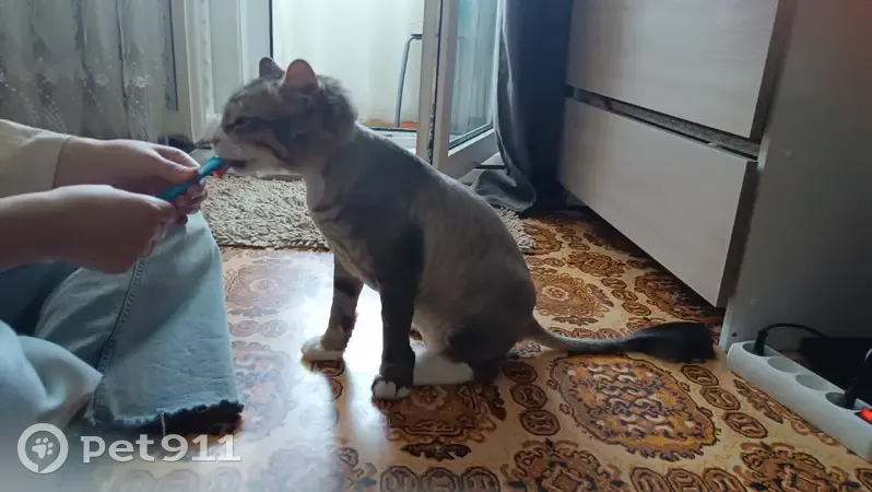 Пропала кошка, Рыночный переулок, 7, Южно-Сахалинск — крупная, около 6 кг, с белым пятном на мордочке - photo