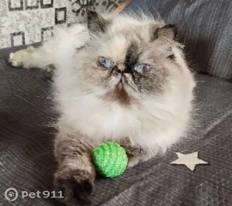 Пропала кошка, Осташковское шоссе, Пирогово — персидская, может прятаться в укромных местах - photo
