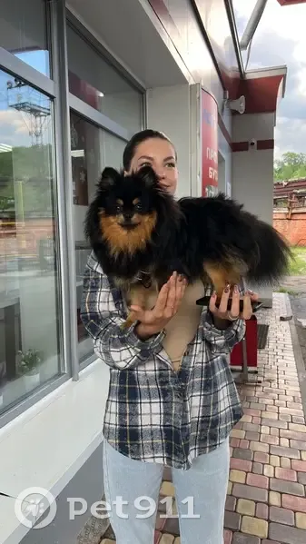 Пропала собака, Ямальский переулок, Пермь — шпиц, на пузе клеймо - photo