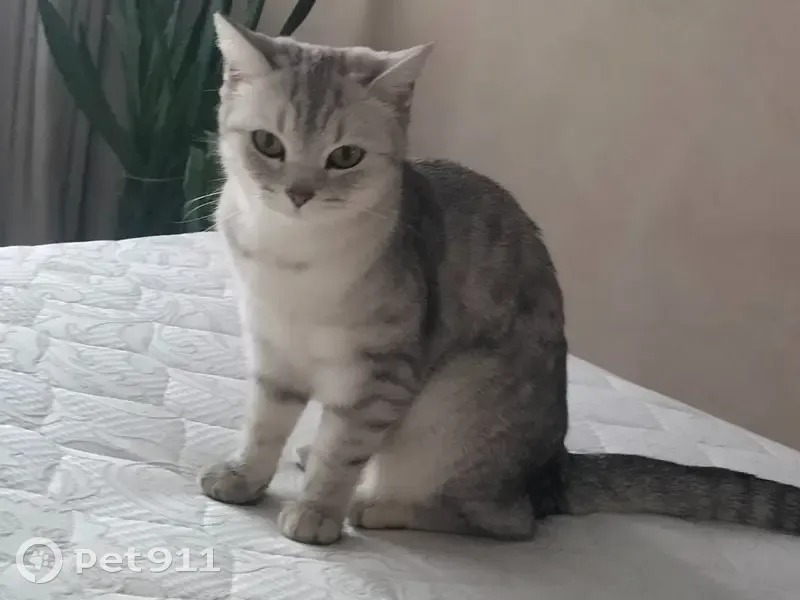 Пропала кошка, улица Генерала Паскевича, 7А, Смоленск — серая в полоску, очень пугливая - photo