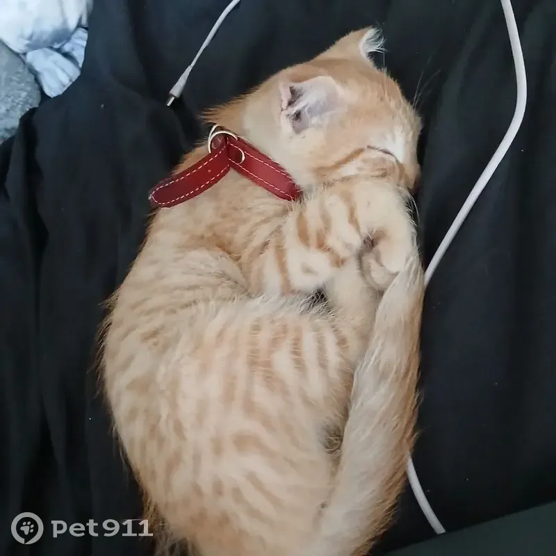 Пропала кошка, улица Чапаева, городской округ Котельнич, Котельнич — вислоухая, рыжая в полосочку, с красным ошейником - photo
