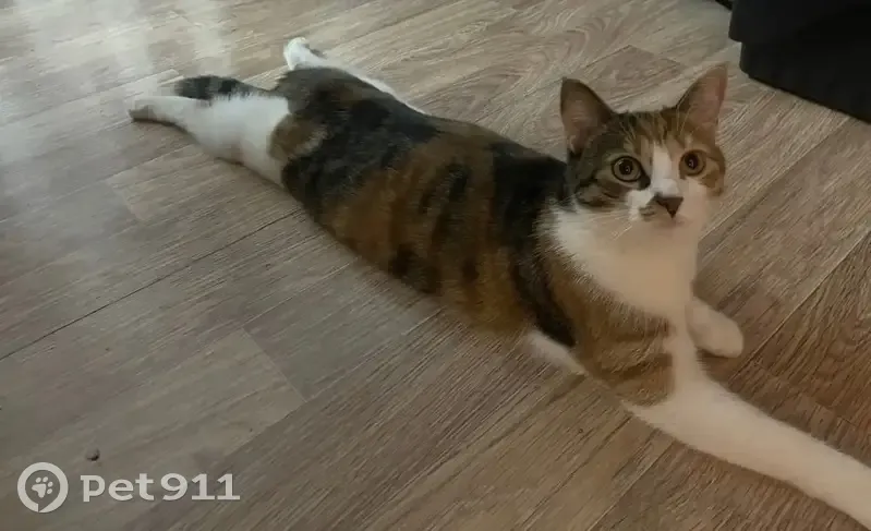 Пропала кошка, Осиновецкая улица, 21, Коккорево — Маня, с рыжим пятнышком у носика - photo
