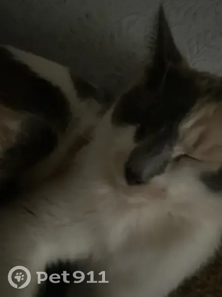 Пропала кошка, улица Серафимовича, 14, Новосибирск — короткий хвостик, очень ласковая и игривая - photo
