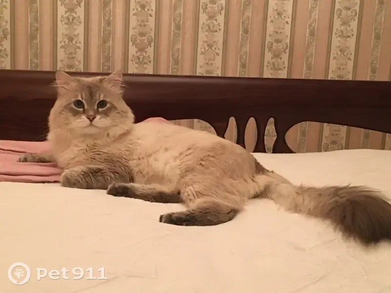 Пропала кошка, 46Н-08855, Федюково — голубые глаза, левый глаз с помутнением - photo