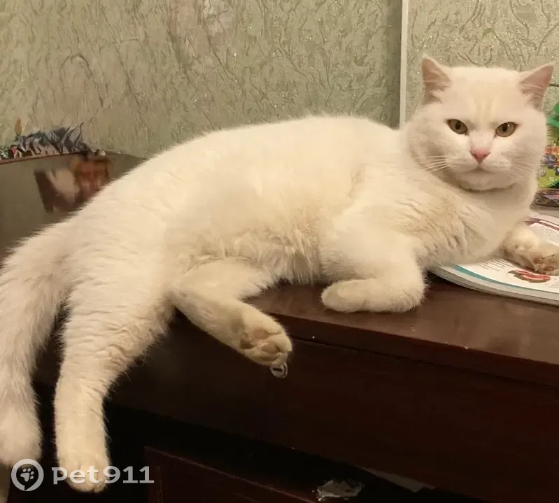 Пропала кошка, улица Куйбышева, 55, Пятигорск — белоснежная, с золотыми глазами - photo
