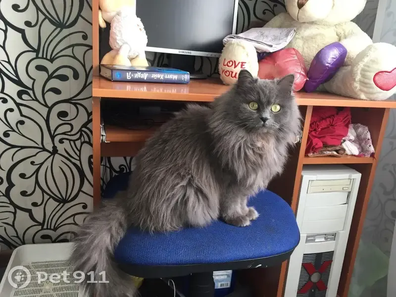 Пропала кошка, Советская улица, 10, Белово — пушистая, серый окрас - photo
