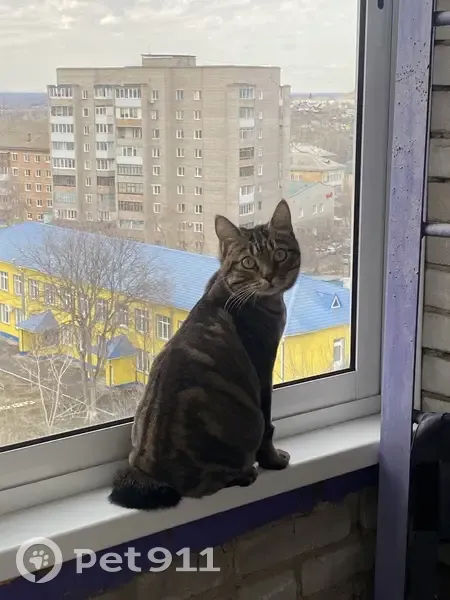 Пропала кошка, улица Кирова, Ачинск — коричневого окраса в крапинку, без хвоста - photo