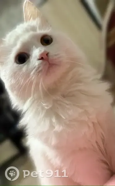 Пропала кошка, улица Бабушкина, 19, Миллерово - photo