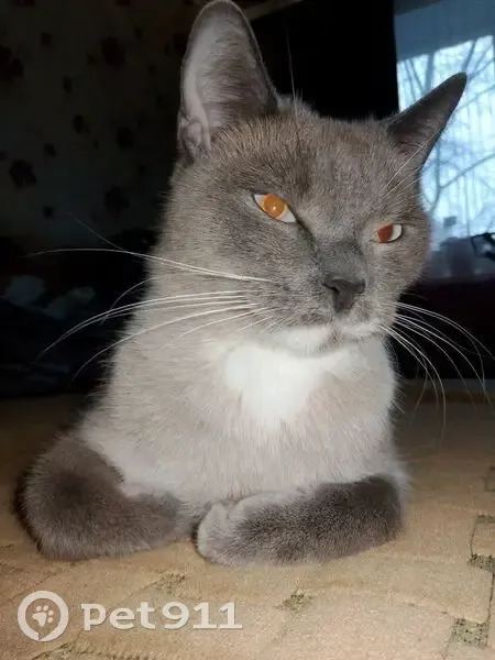Пропала кошка, 12А, Старый Оскол, Старый Оскол — окрас под сиамскую, голубые глаза - photo