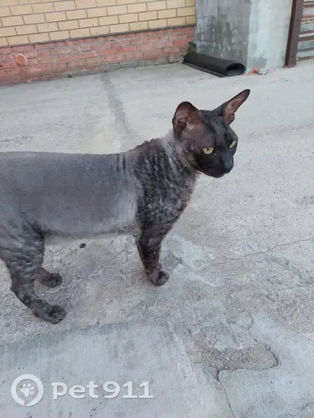 Пропала кошка, Дровяная улица, Кострома - photo