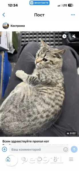 Пропала кошка, Локомотивная улица, 2, Кострома — пугливая, не идёт на контакт - photo