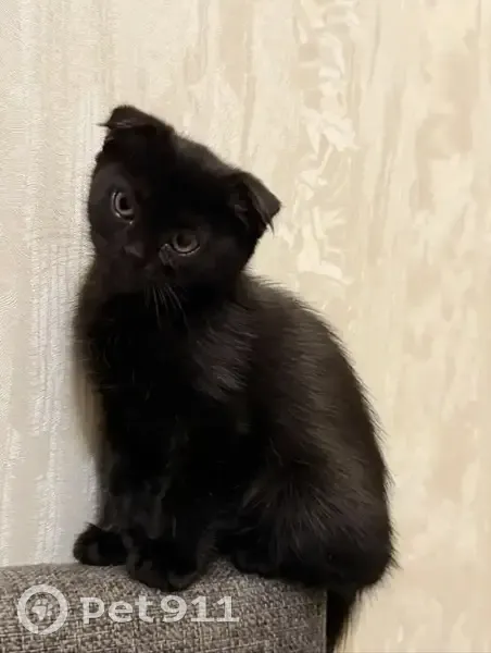 Пропала кошка, улица Евгении Жигуленко, 11 к1, Краснодар — чёрная вислоухая девочка, 3 месяца - photo