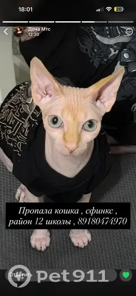 Пропала кошка, улица Кирова, 129, Армавир — сфинкс, белая с рыжим отливом - photo