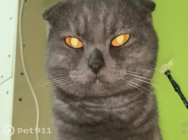 Пропала кошка, Саранская улица, 113, Волгоград — дымчатый окрас, оранжевые глаза - photo