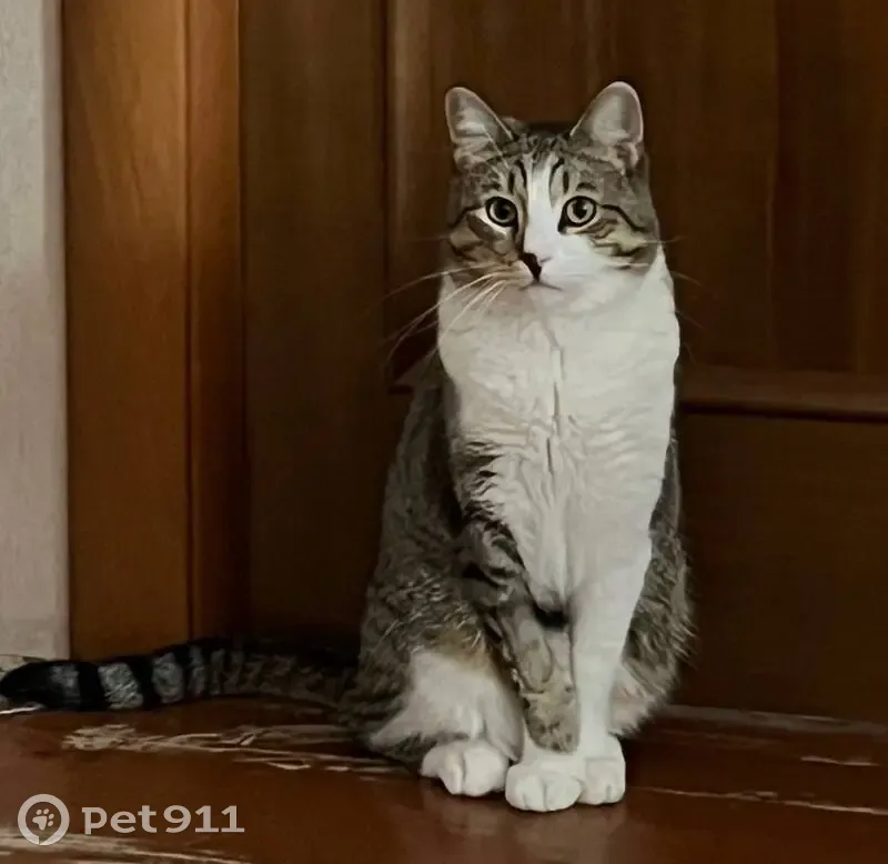 Пропала кошка, улица Свободы, 28, Архангельск — двуцветный нос, белое пятно на морде - photo