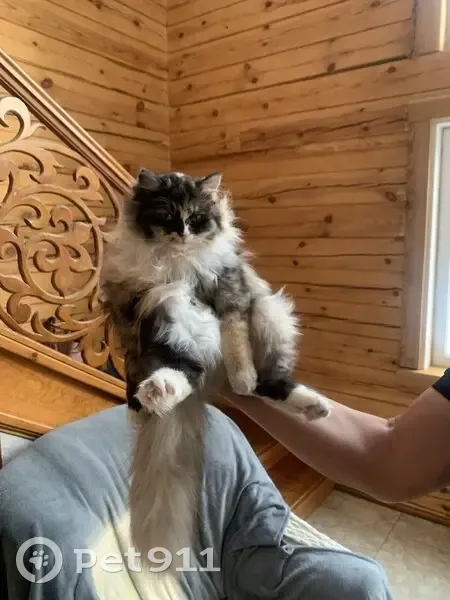 Пропала кошка, Иркутский район — пушистая, черепахового окраса - photo