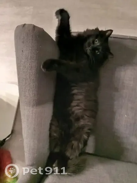 Пропала кошка, Суворовская улица, 146, Курск — кота ищут в районе Суворовского переулка - photo