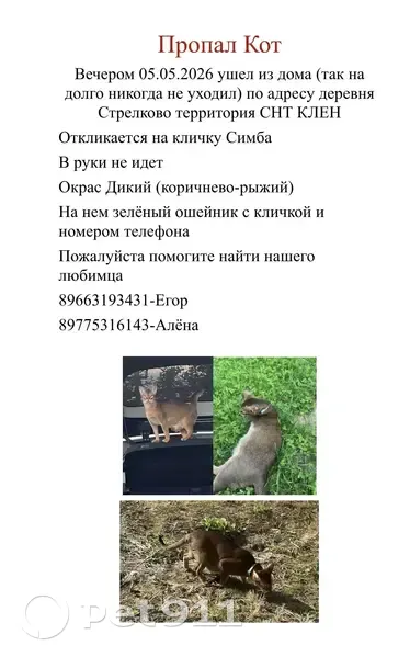 Пропала кошка, Стрелково, Клин - photo