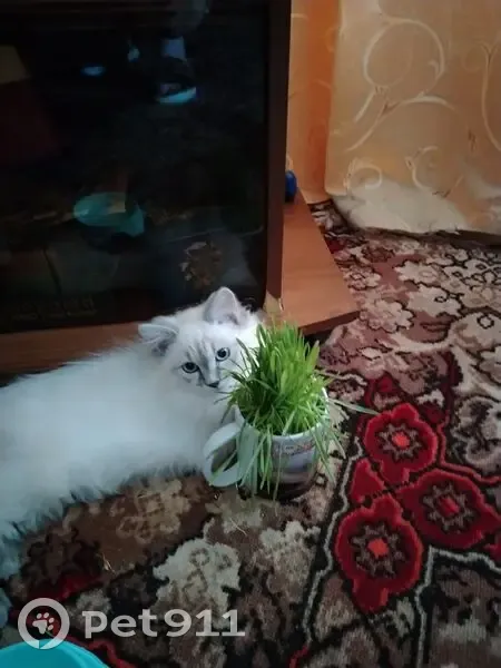 Пропала кошка, 2, Десногорск, Десногорск — белая, с серыми лапками, хвостом и мордочкой - photo
