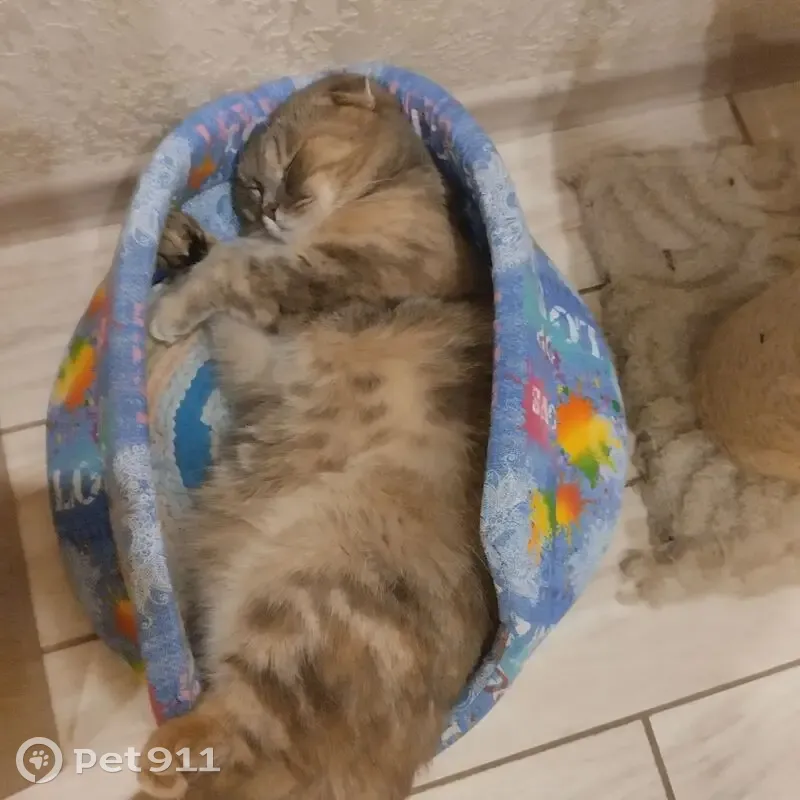 Пропала кошка Девочка, коттеджный поселок Лазурный (rl1194447) - photo