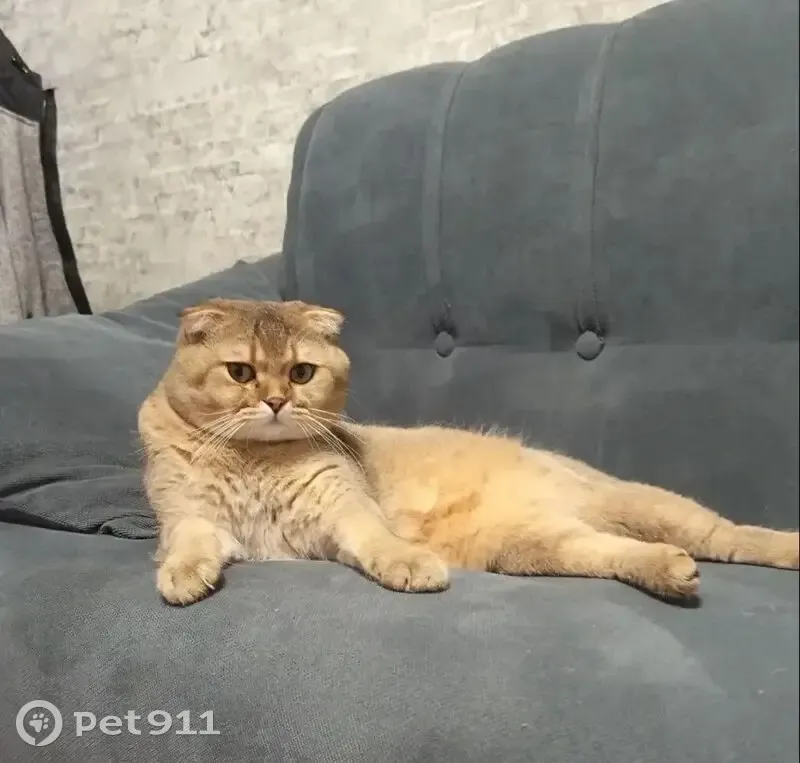 Пропала кошка, улица Алексея Мельникова, 23, Азьмушкино — британская, золотистого окраса, чёрный кончик хвоста - photo