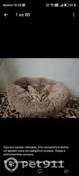 Найдена кошка, улица Энгельса, 107, городской округ Курск — плачущий котёнок - photo