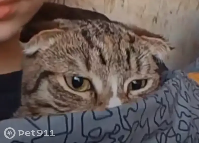 Пропала кошка, Советская улица, 8, Новые Горки — вислоухая, серая с чёрными и рыжими окрасками - photo