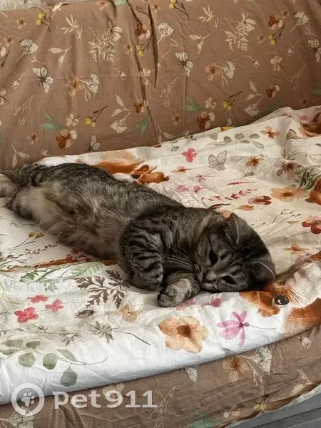Пропала кошка, Вологодская улица, 81, Уфа — откликается на Мусю, худенькая - photo