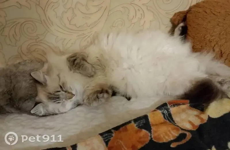 Пропала кошка, улица Халтурина, 22, Курск — пугливая, откликается на «Тучка» - photo