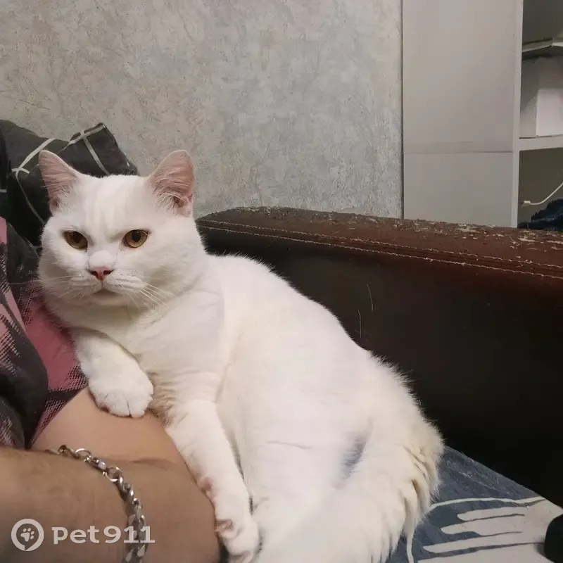 Пропала кошка, Оснабрюкская улица, 10, Тверь — полностью белая, дружелюбная - photo