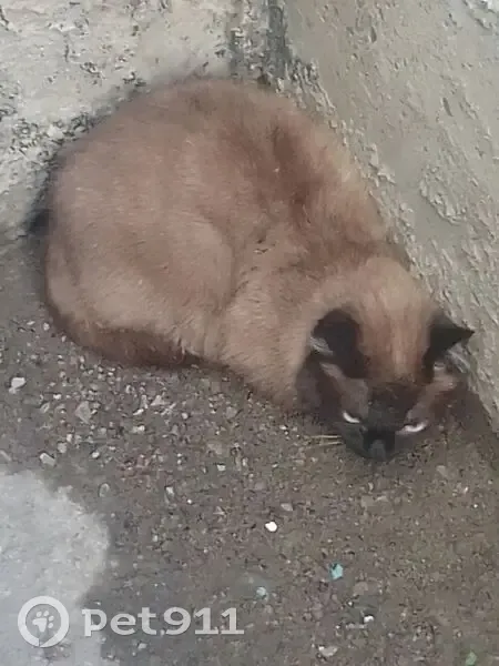 Пропала кошка, Херсонская улица, 1, Новокузнецк — сиамский кот - photo