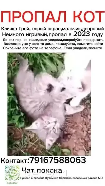 Пропала кошка, Кузьмино, 40, Кузьмино — серый окрас, кличка Грей - photo