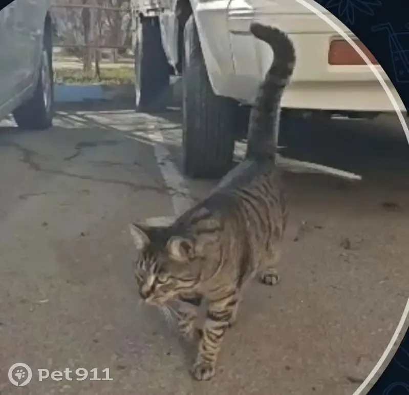 Пропала кошка, улица Морозова Павла Леонтьевича, 4А, Хабаровск — коричнево-серый окрас, в бежевой шлейке с голубым GPS-маячком - photo