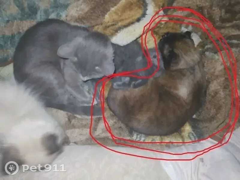 Пропала кошка, улица Смирнова, 5А, Пермь — кофейно-молочный окрас, короткий хвост - photo