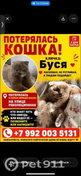 Пропала кошка, Революционная улица, 34, Берёзовский — серая с белыми пятнами - photo