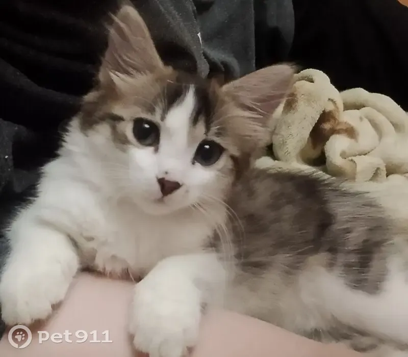 Пропала кошка, улица Набережная им. Ленина, 27, Дивногорск — белая с коричневым и серым окрасом, маленькая - photo