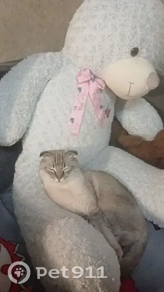 Пропала кошка, Казахская улица, 9, Ростов-на-Дону - photo