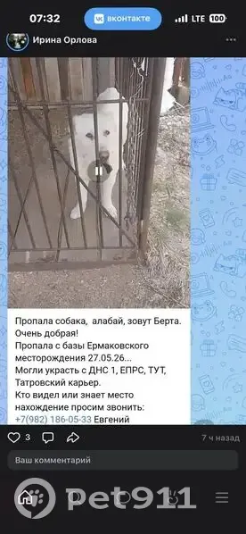 Пропала собака, Нижневартовск — белая, крупная, с брезентовым ошейником - photo