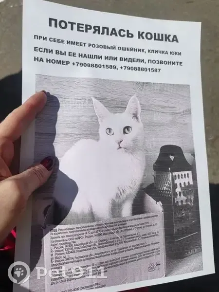 Пропала кошка, Комсомольский проспект, 12, Сургут — белая, с жёлтыми глазами, розовый ошейник с гравировкой - photo