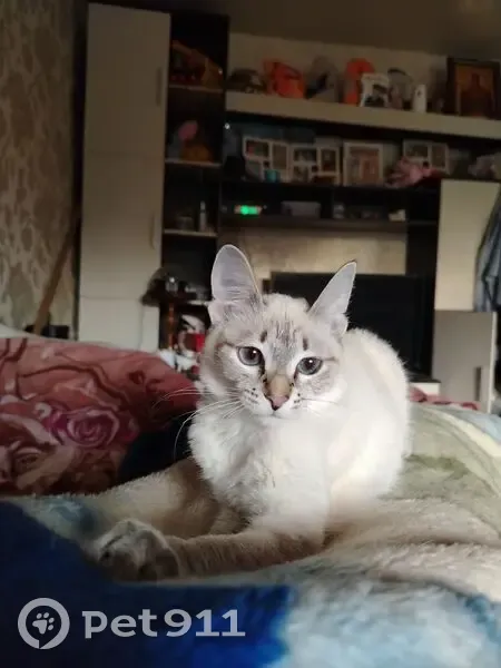 Пропала кошка, Восточная улица, 5, Верхняя Салда — маленькая, с чёрными ушками и хвостом - photo