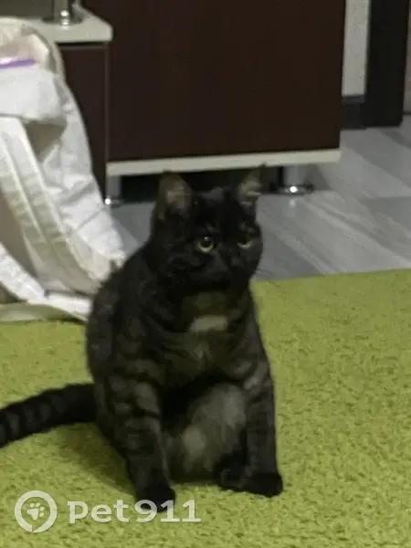 Пропала кошка, улица Есенина, 8 к1, Санкт-Петербург — пугливая, громко мяукает - photo