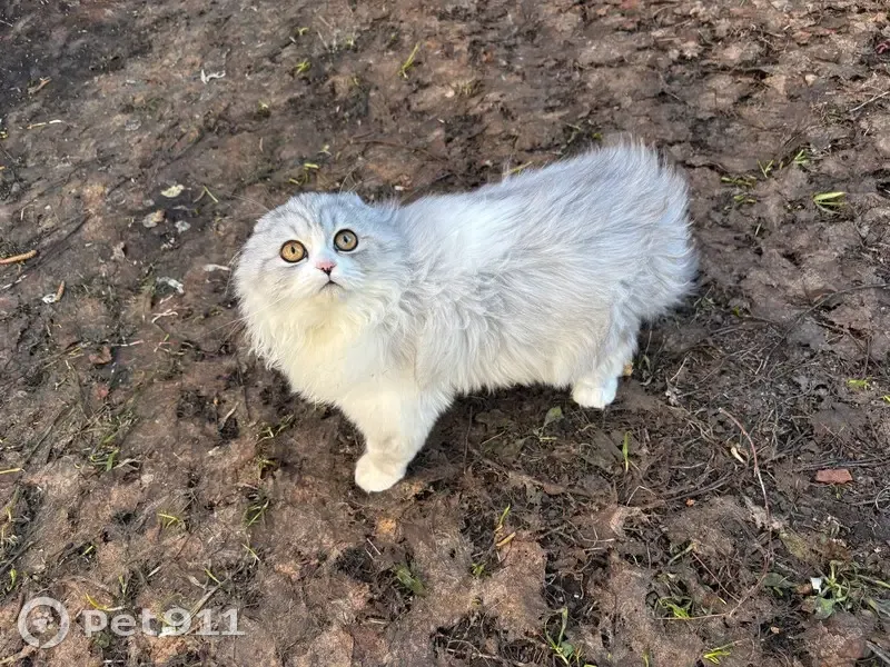 Пропала кошка, Павловский тракт, 108, Барнаул — пушистая, вислоухая кошечка - photo