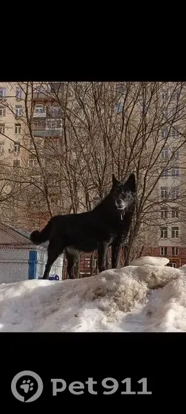 Пропала собака, 3-я Фрунзенская улица, 9, Москва — чёрная, без ошейника - photo