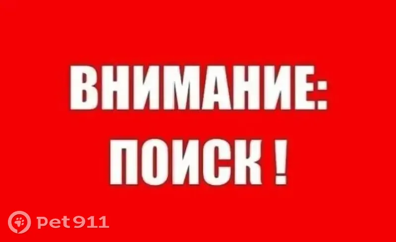 Пропала собака, Ударная улица, 80, Новоалтайск — кобель, рыжий с белым, шрам на шее - photo