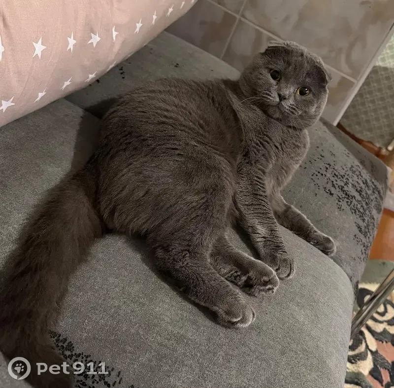 Пропала кошка, Курганная улица, 351, Майкоп — вислоухий шотландец в сером ошейнике - photo