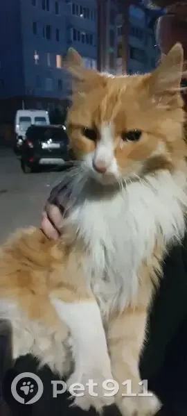 Найдена кошка, Ленинградская улица, 101А, Вологда — рыжая, пушистая, зелёные глаза - photo