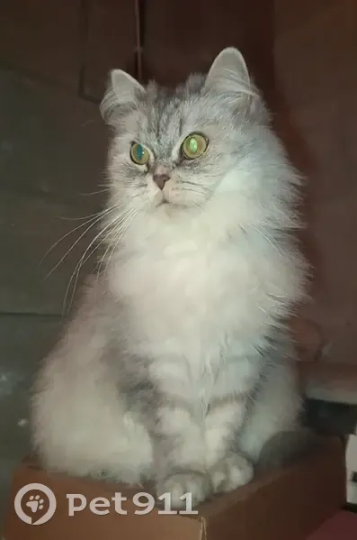 Пропала кошка, Аэроклубная улица, 17 к1, Ногинск — пушистая, окрас под шиншиллу - photo